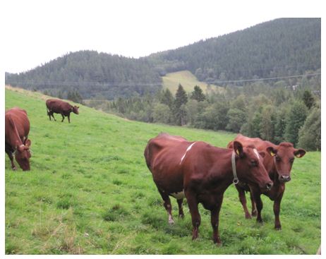 Kyr produksjonstilskudd Kyr produksjonstilskudd