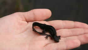 Ekskusjon Sveberg Skole - salamander