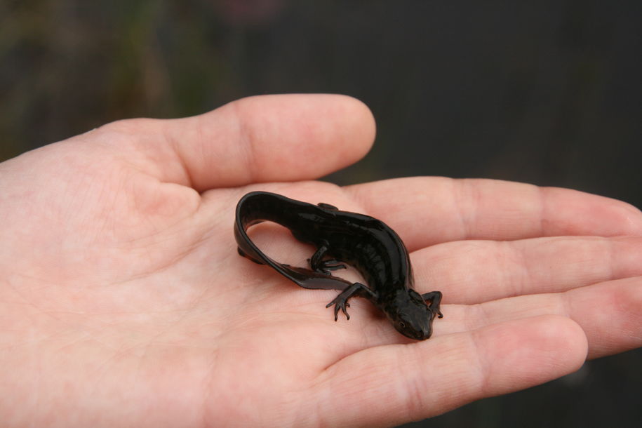 Ekskusjon Sveberg Skole - salamander Ekskusjon Sveberg Skole - salamander