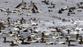foto av Ærfugl. Fotograf: Bangjord foto av Ærfugl. Fotograf: Bangjord