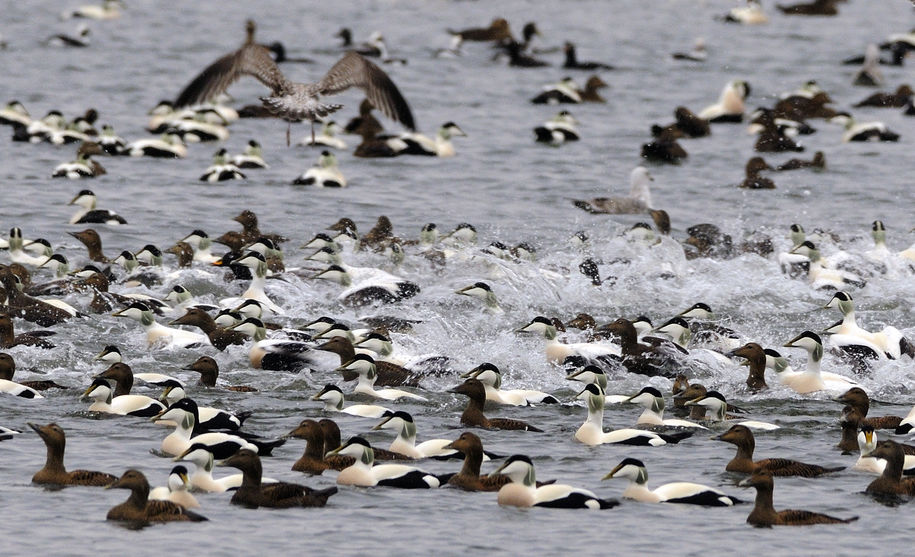 foto av Ærfugl. Fotograf: Bangjord foto av Ærfugl. Fotograf: Bangjord