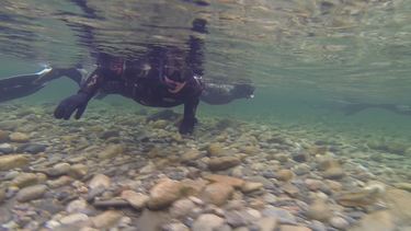 gytefisktelling, laks, Homla gytefisktelling, laks, Homla