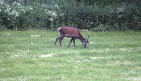 Nye jakttider på elg og hjort i Malvik kommune, Foto: Tor Viken