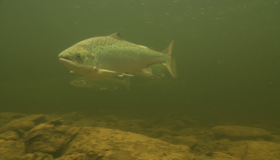 Foto: Anders Lamberg Foto: Anders Lamberg