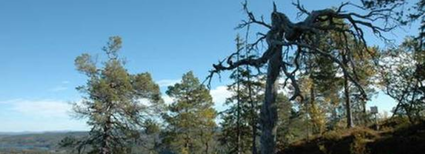 Illustrasjonsbilde av Hevillen naturreservat med trær og utsikt