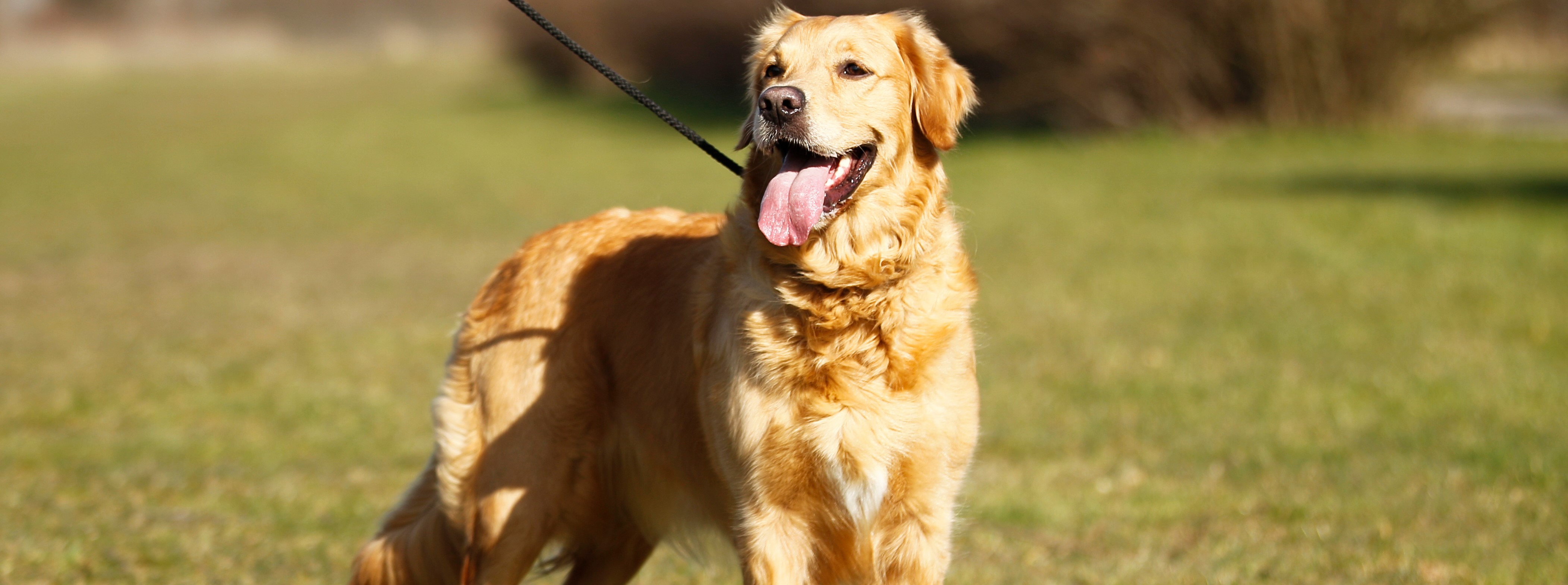 Illustrasjonsbilde av hund i bånd