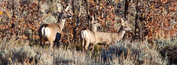 Hjortevilt i skogen Hjortevilt i skogen