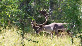 Illustrasjonsbilde av hjortevilt i skogen