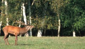 Illustrasjonsbilde av hjortevilt i skogen