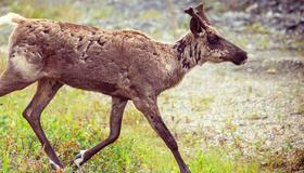 Illustrasjonsbilde av hjortevilt Galyna Andrushko Illustrasjonsbilde av hjortevilt