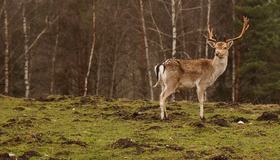 Bilde av hjort i utmark Aigars Reinholds Bilde av hjort i utmark