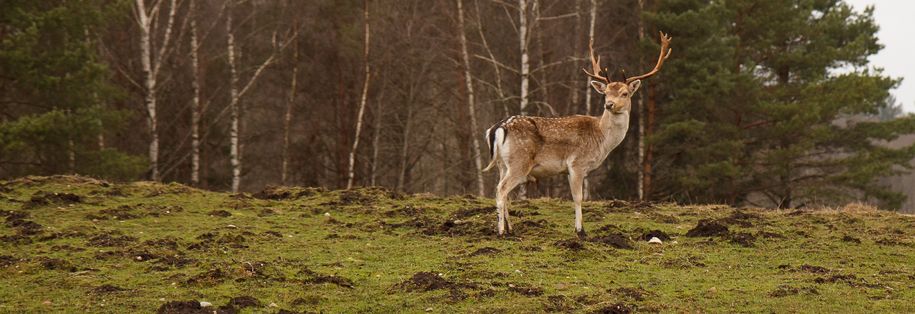Bilde av hjort i utmark Aigars Reinholds Bilde av hjort i utmark