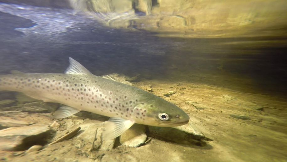 Foto:Foldvik Foto:Foldvik