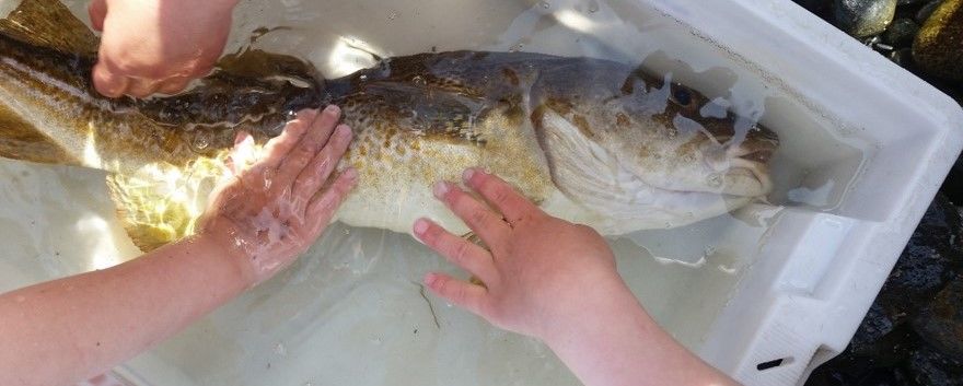 Bilde av torsk i balje Bilde av torsk i balje