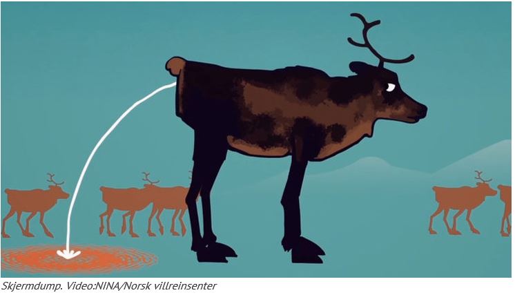 Animasjonsvideo - skrantesjuke