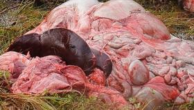 Bilde av storvilt-slakt