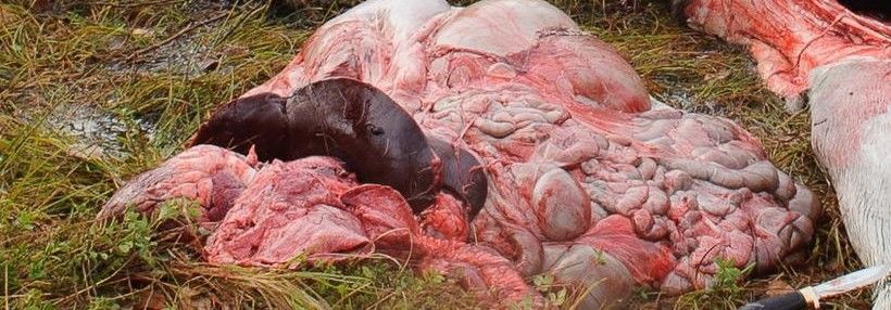 Bilde av storvilt-slakt