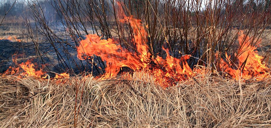 Bilde av bråtebrann
