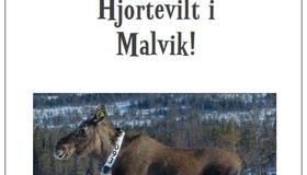 Hjortevilt i Malvik 2018