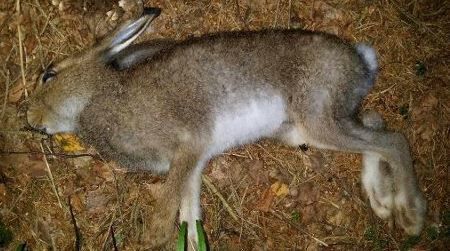 Harepest i Malvik Harepest i Malvik