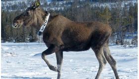 Elg med GPS-halsbånd.Foto Rolandsen/NINA