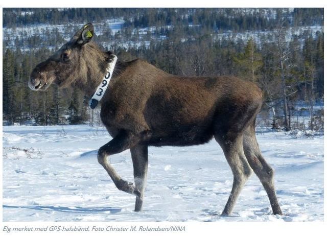 Elg med GPS-halsbånd.Foto Rolandsen/NINA Elg med GPS-halsbånd.Foto Rolandsen/NINA