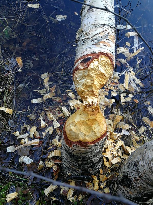 Sportegn etter bever ©Duncan Halley Sportegn etter bever