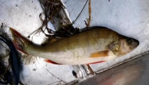 Abbor påvist i Stavsjøen Abbor i Stavsjøen