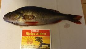 Ny abbor fanget i Stavsjøen Abbor i Stavsjøen