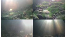 Videoovervåkning i Homla. Foto: Skandinavisk Naturovervåkning Homla - videoovervåkning