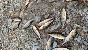 13 nye abbor fanget i Stavsjøen. Foto: Tiuren JHFK Abbor i Stavsjøen