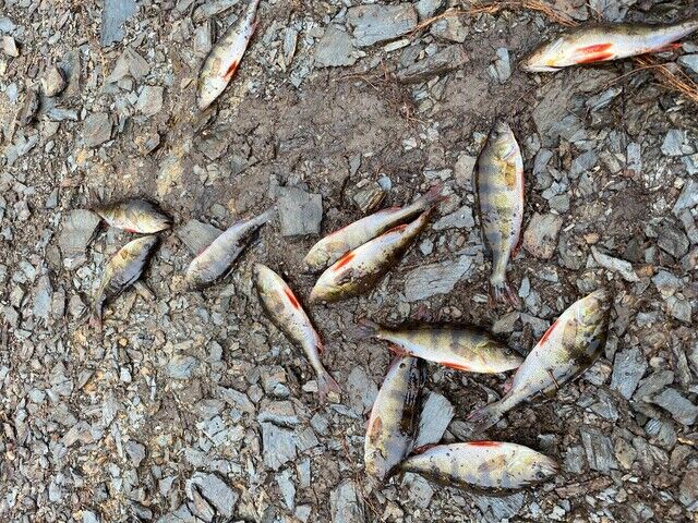 13 nye abbor fanget i Stavsjøen. Foto: Tiuren JHFK Abbor i Stavsjøen