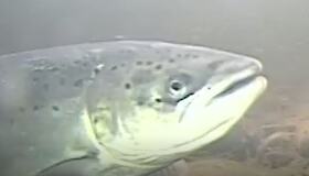 Laks på vei opp i Homla.Foto: Skandinavisk naturovervåkning Laks på vei opp i Homla