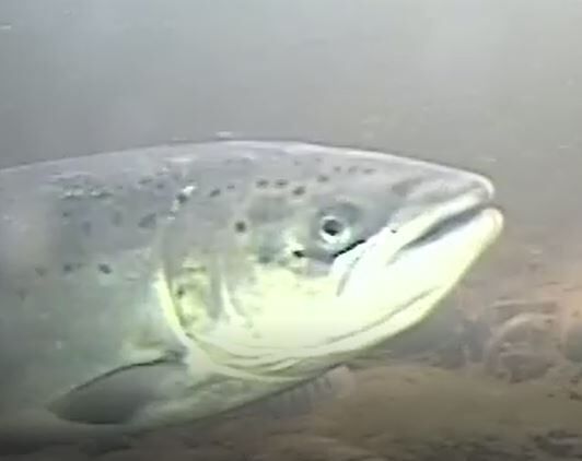 Laks på vei opp i Homla