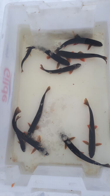 Bevaringstiltak for røye i Stavsjøen. Foto: Lars Slettom Bevaringstiltak for røye i Stavsjøen. Foto: Lars Slettom