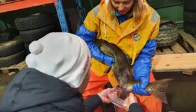 Rogn og melke samles inn fra Homlalaksen Rogn og melke samles inn fra Homlalaksen