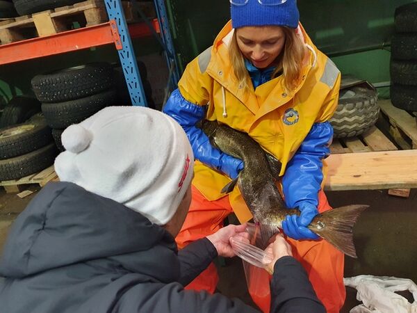 Rogn og melke samles inn fra Homlalaksen