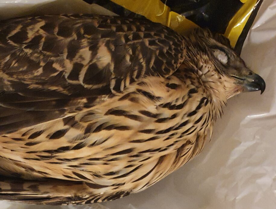 Meld i fra om døde fugler Meld i fra om døde fugler