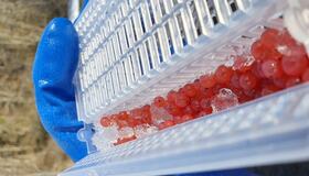 Rogn fra Homlalaks. Foto: Mari Berger Skjøstad Rogn fra Homlalaks