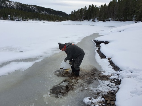 Utsetting av fisk i Stavsjøen