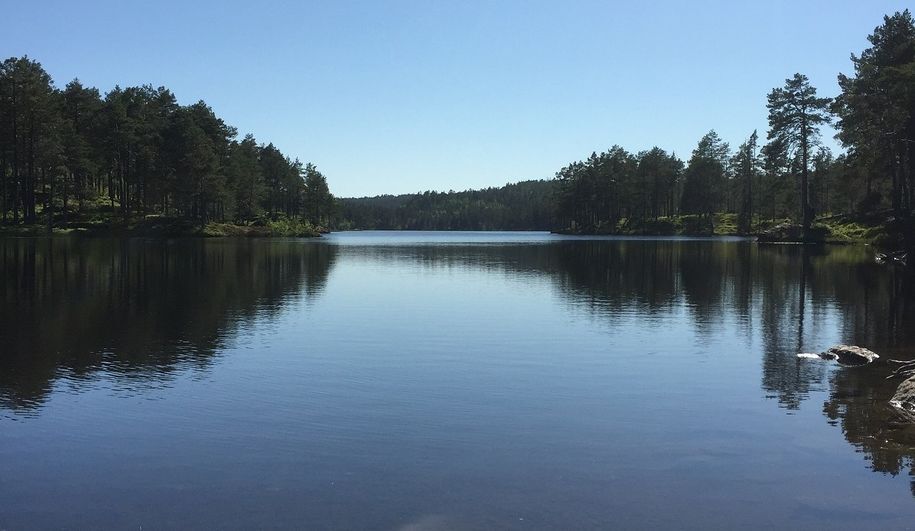 Nå flyttes fisken tilbake til Stavsjøen
