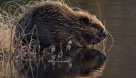 Bever Foto: Per Harald Olsen Bever Foto: Per Harald Olsen