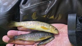 Ungfisk av ørret fra Høibybekken. Foto: TOFA Ungfisk - Homla og Høibybekken