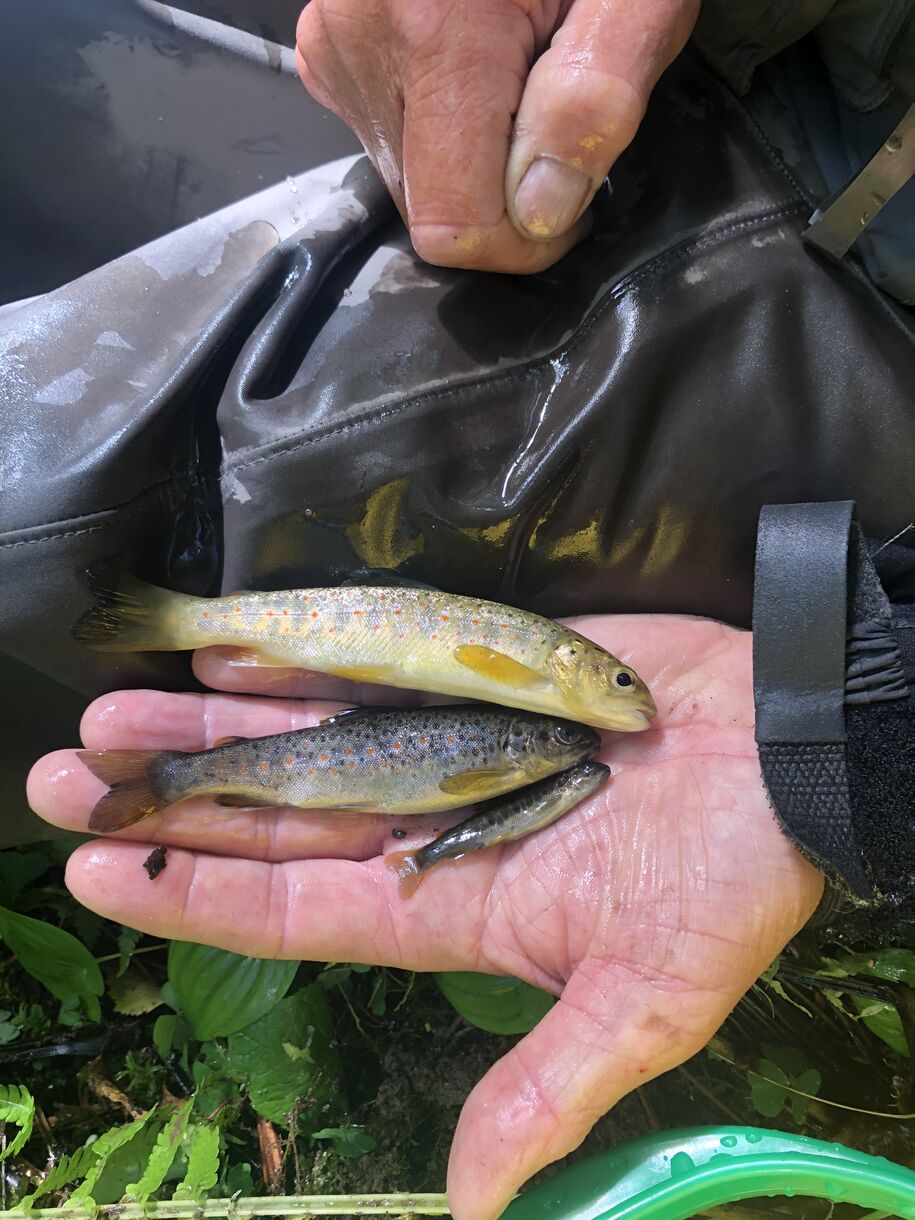 Ungfisk - Homla og Høibybekken