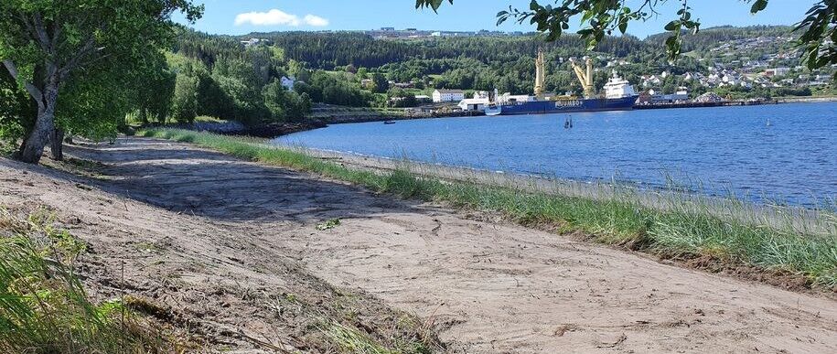 Til kamp mot fremmede arter i Hommelvikfjæra - artikkelbilde