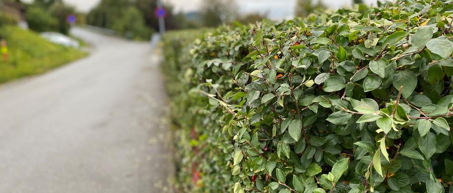 Klipp hekken din, gjør skolevegen trygg