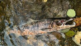 Foto: Stein Hofstad Foto: Stein Hofstad