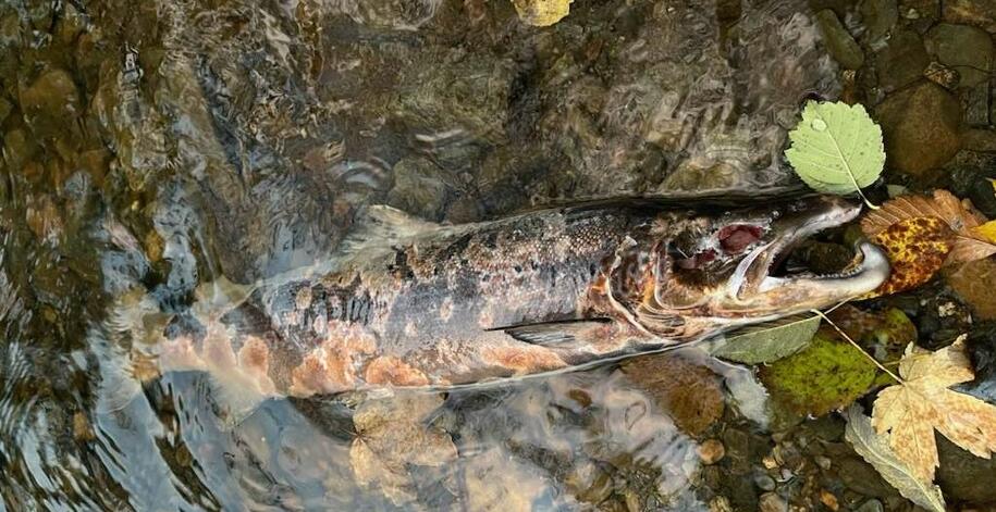 Foto: Stein Hofstad Foto: Stein Hofstad